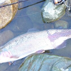 雪降る天竜川でがんばる ～天竜川ルアーフライテンカラ専用区～